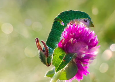 Close-up of butterfly pollinating on pink flower