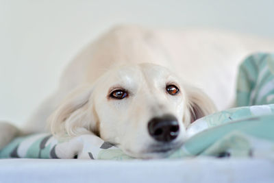 Intensive dog eyes of purebred adorable white saluki / persian greyhound. happy, relaxed female dog
