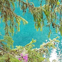 High angle view of plants by lake