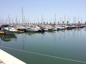 Sailboats moored in harbor