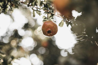 Close-up of fruits on tree
