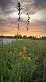 Scenic view of grassy field against sky during sunset