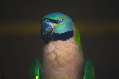 Close-up of parrot perching on black background