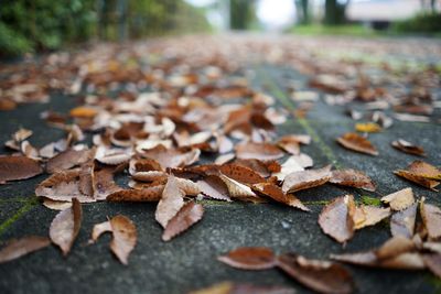 Close-up of maple leaves on footpath