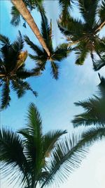 Low angle view of palm trees