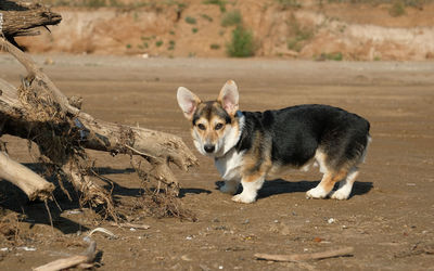 Dog lying on sand. corgi. pembroke. cardigan.