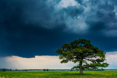 Tree on field against sky