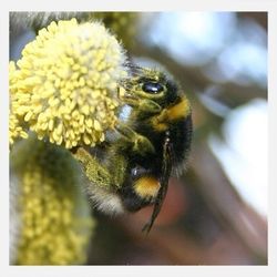 Close-up of bee pollinating on yellow flower