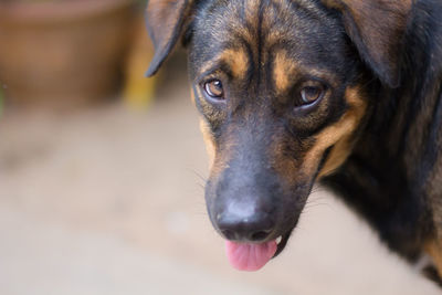 Close-up portrait of a dog