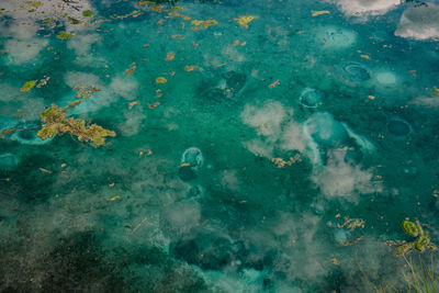 High angle view of fishes swimming in sea