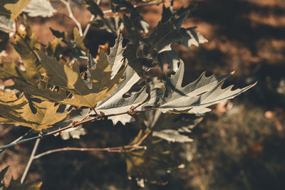 Close-up of autumnal leaves