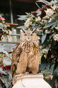 Close-up of owl perching on plant