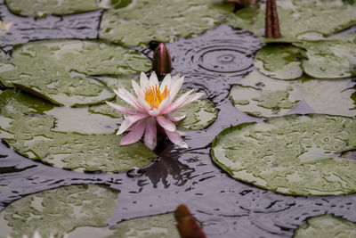 Lotus water lily in pond