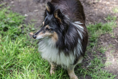 Close-up of dog on grass