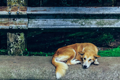 Cute dog lying on roadside