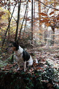Dog looking away in forest