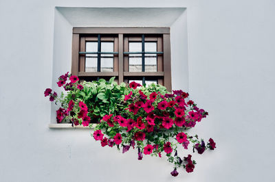 Pink flowering plant against wall