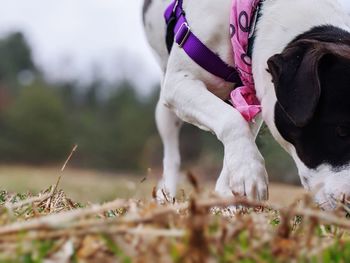 Close-up of dog on field