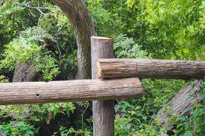 Close-up of wooden post on tree trunk
