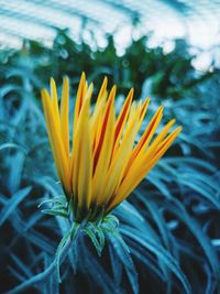 Close-up of yellow flower