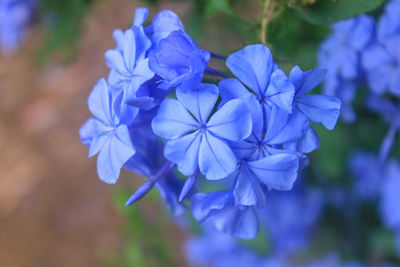 Close-up of purple flowering plant