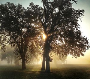 Sun shining through trees