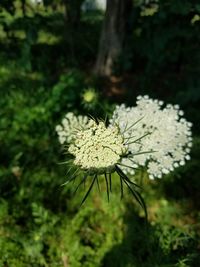 Close up of white flowers in forest