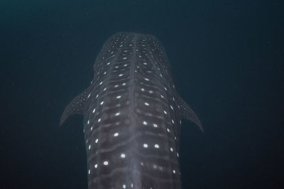 Fish swimming in sea