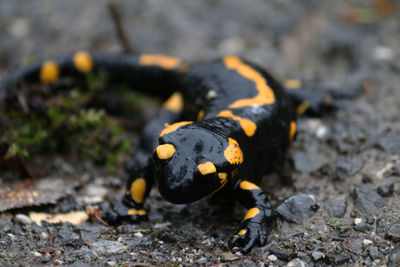 Close-up of lizard on field