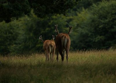 Red deer walking on grassy field