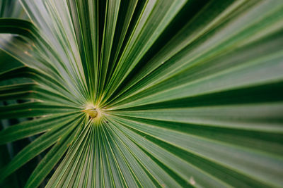 Full frame shot of palm leaf