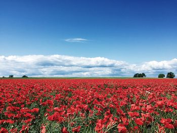 Flowers growing in field