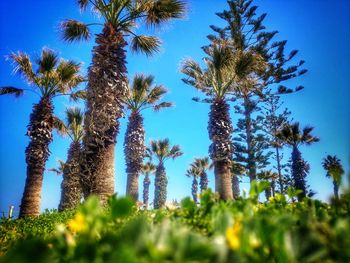 Low angle view of palm trees against clear sky