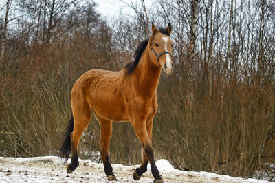 Horse standing in a field