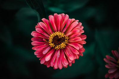 Close-up of pink daisy flower