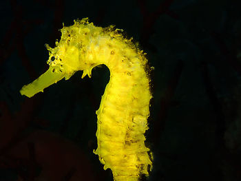 Close-up of yellow leaf