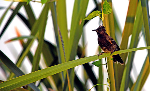 Bird perching on a plant