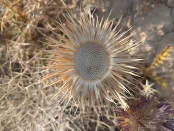 Close-up of dandelion on field