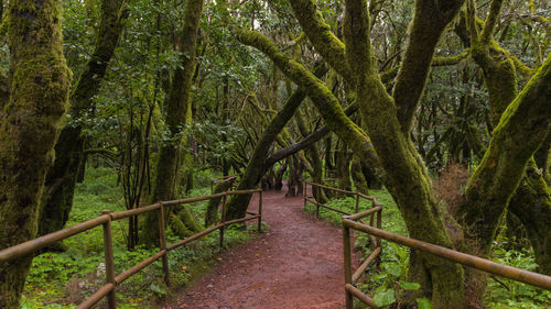 Walkway amidst trees in forest