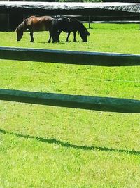 Sheep grazing on grassy field