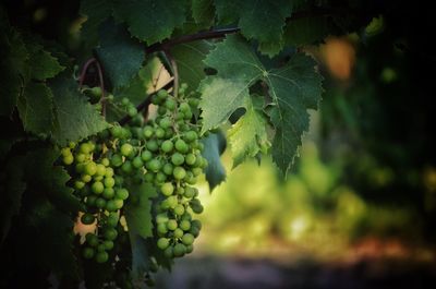 Close-up of grapes growing in vineyard