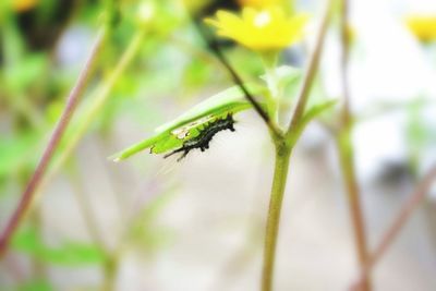 Close-up of insect on plant