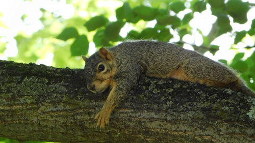 Close-up of squirrel on tree
