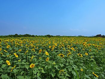 Yellow flowers growing in field