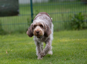 Portrait of dog on field