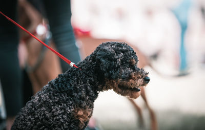 Close-up of dog outdoors