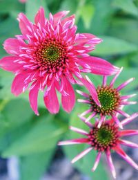 Close-up of pink flower in park