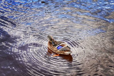 High angle view of duck swimming in lake