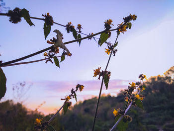 Low angle view of flowering plants against sky