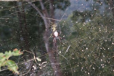 Close-up of spider web